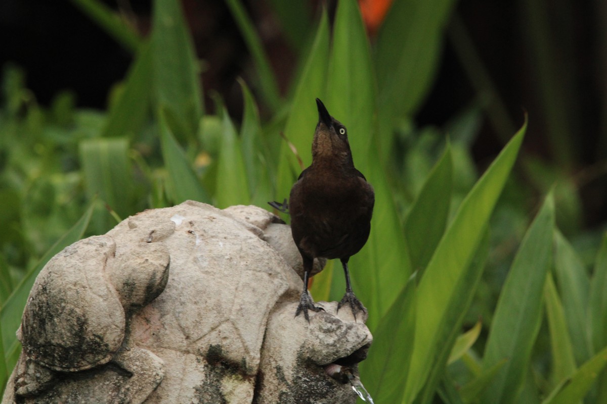 Great-tailed Grackle - ML621313534