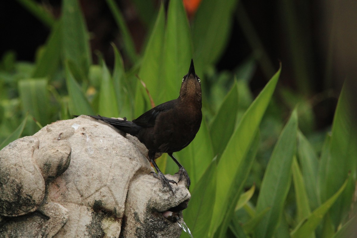 Great-tailed Grackle - ML621313535