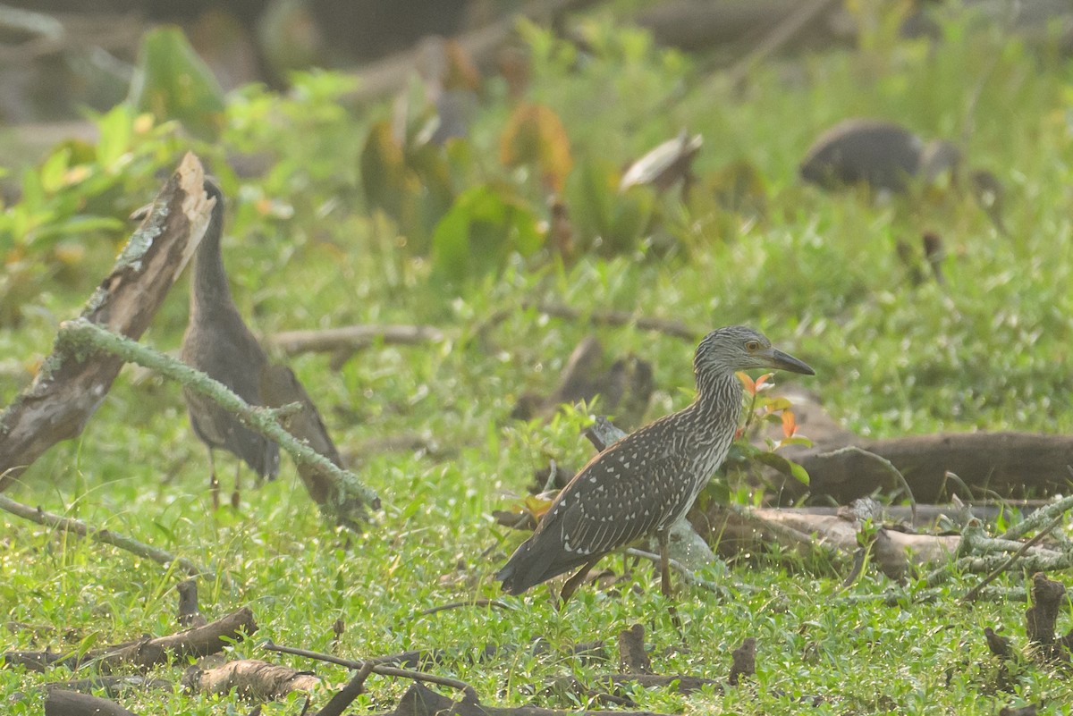 Yellow-crowned Night Heron - ML621313576
