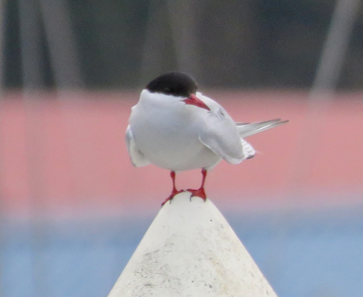 Arctic Tern - ML621313591