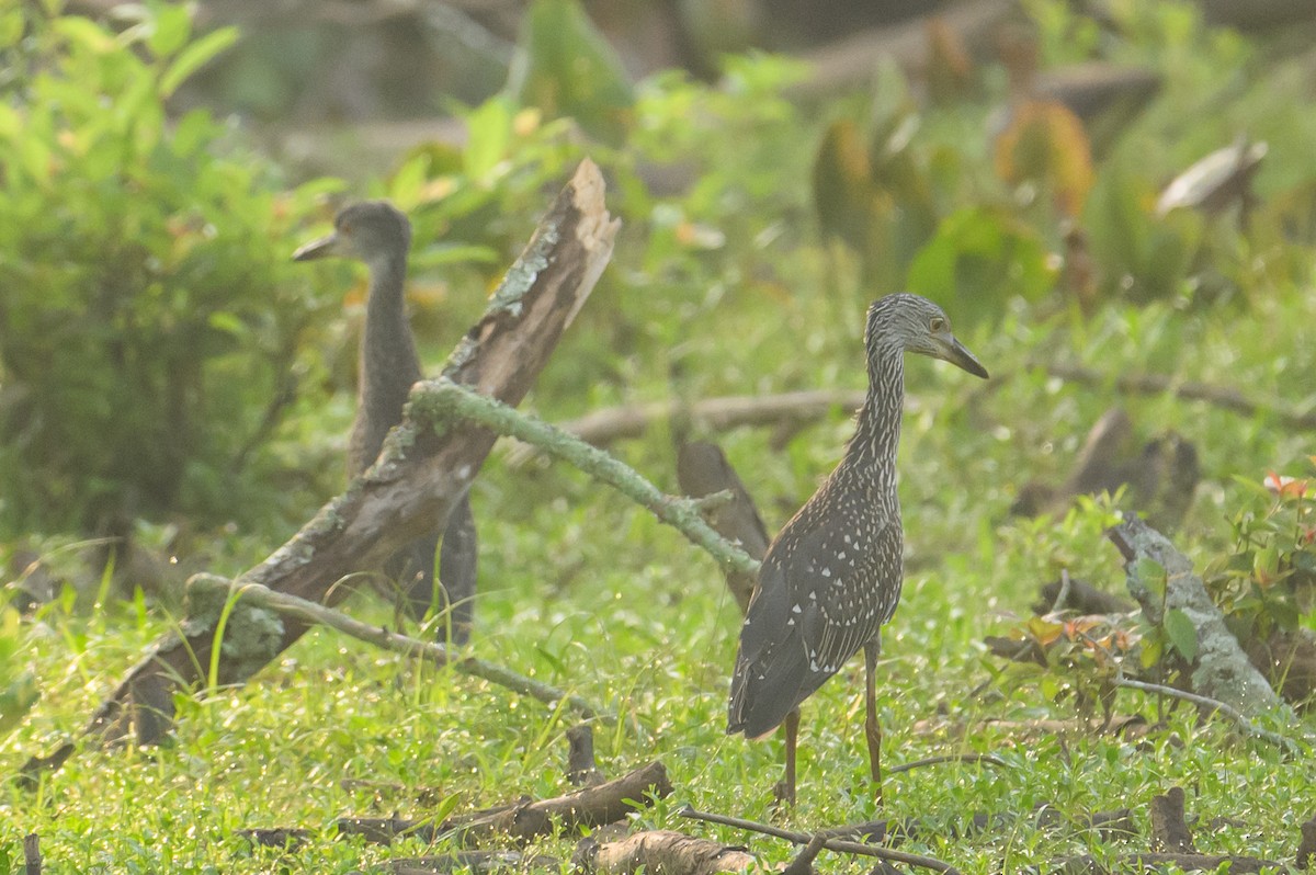 Yellow-crowned Night Heron - ML621313628