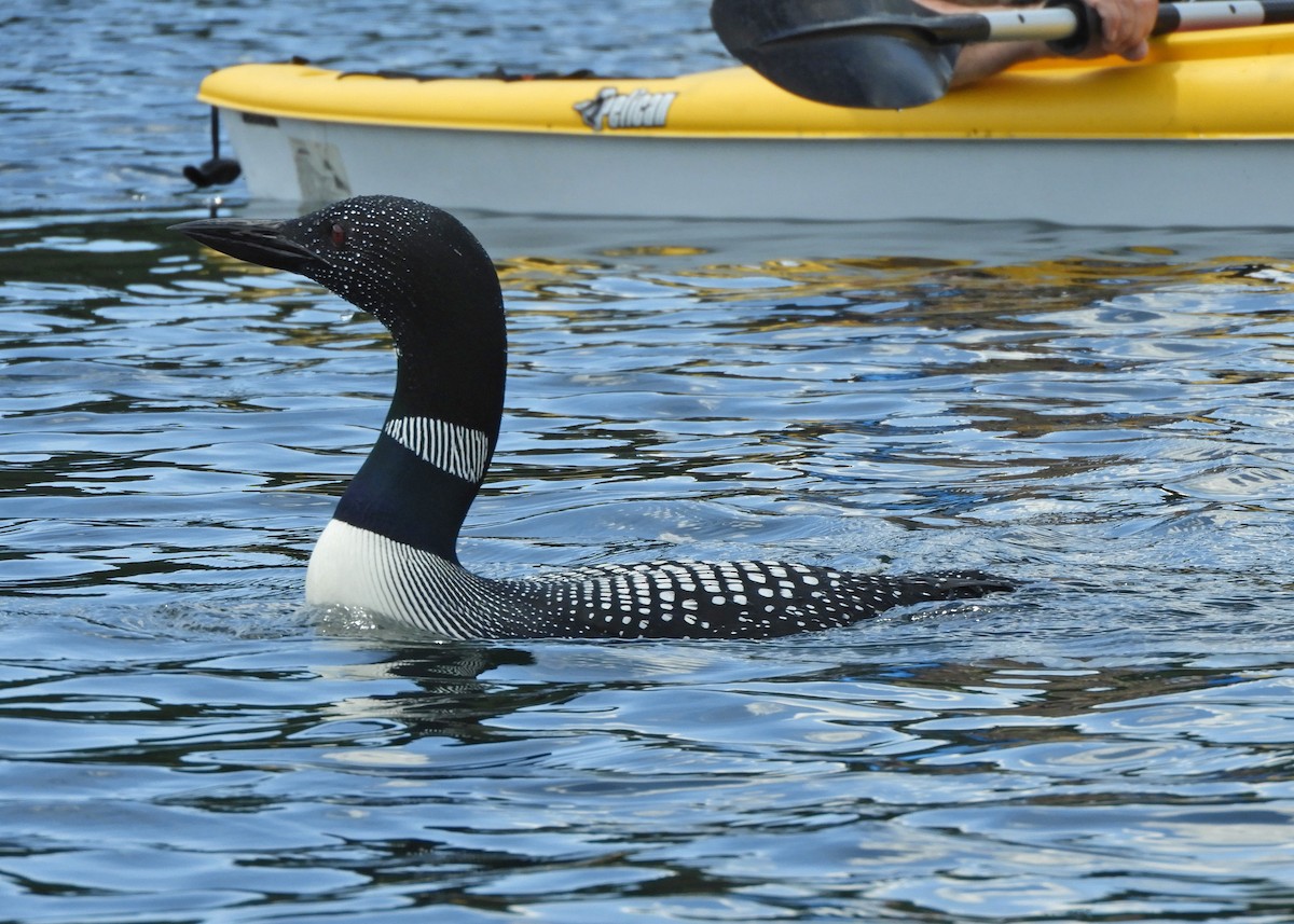 Common Loon - ML621313646