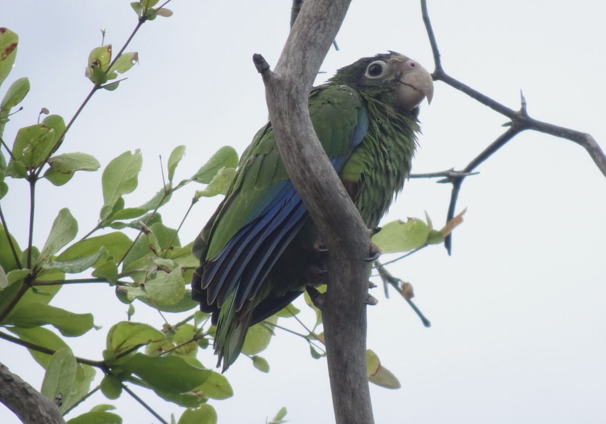 Hispaniolan Parrot - ML621313751