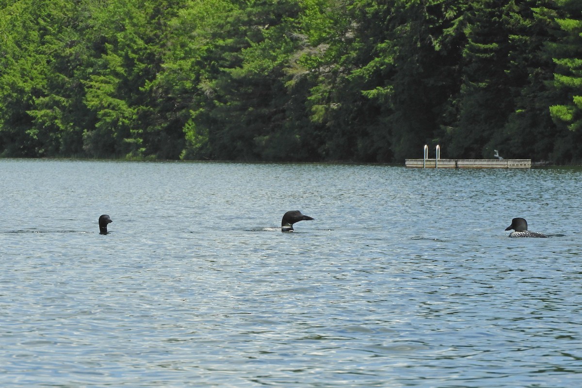 Common Loon - Nancy Tognan