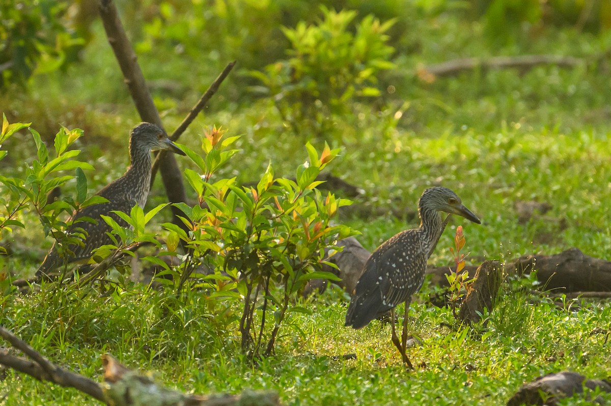 Yellow-crowned Night Heron - ML621313764
