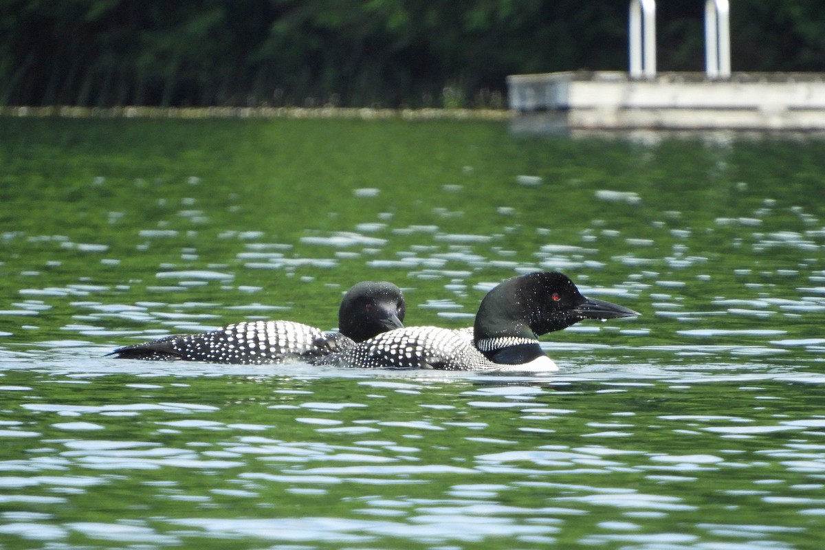 Plongeon huard - ML621313771