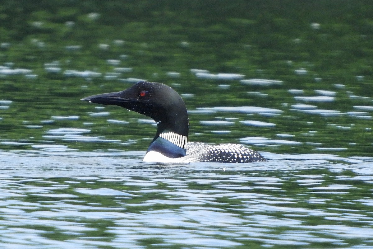 Plongeon huard - ML621313789