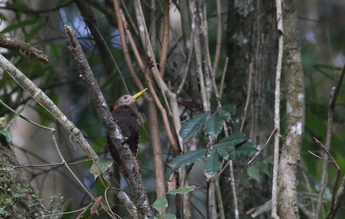 Bay Woodpecker - ML62131381