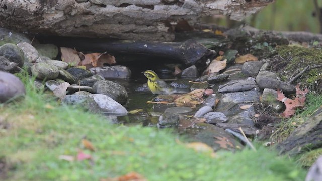 Townsend's Warbler - ML621313944