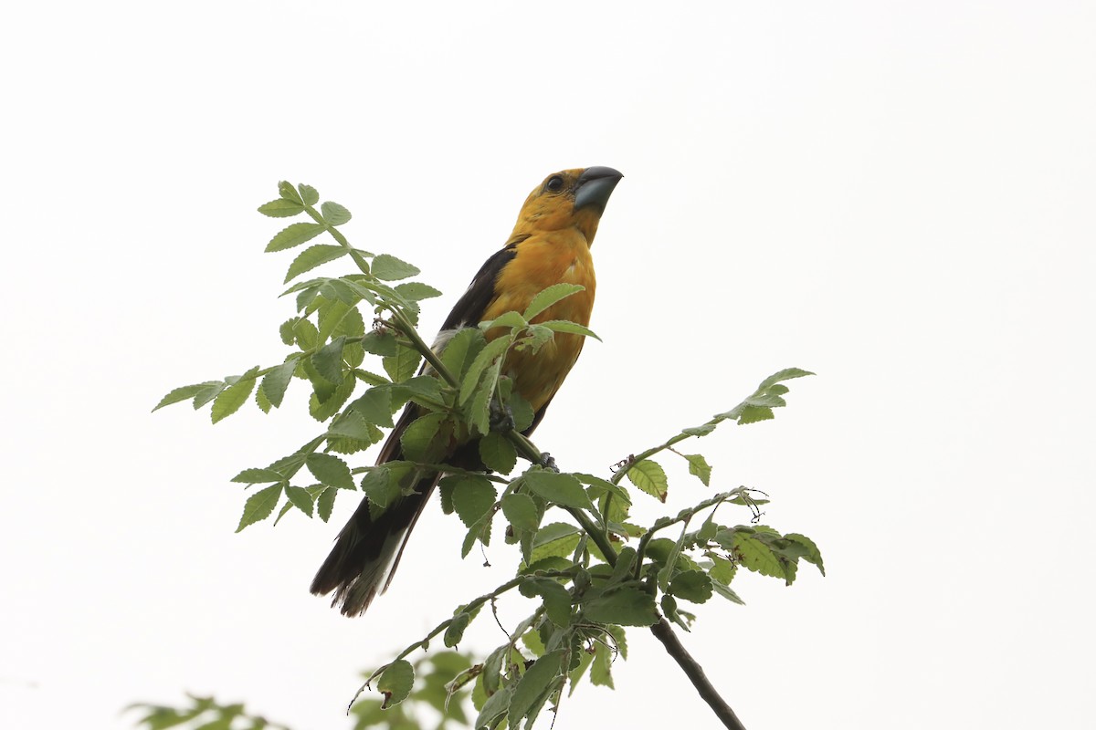 Yellow Grosbeak (Guatemalan) - ML621313975