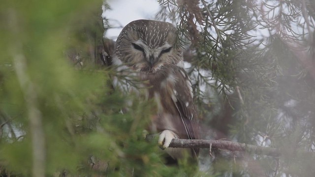 Northern Saw-whet Owl - ML621313991