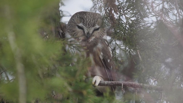 アメリカキンメフクロウ - ML621313991