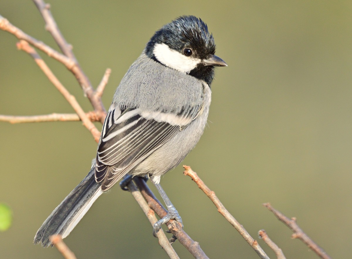 Cinereous Tit - ML621314046