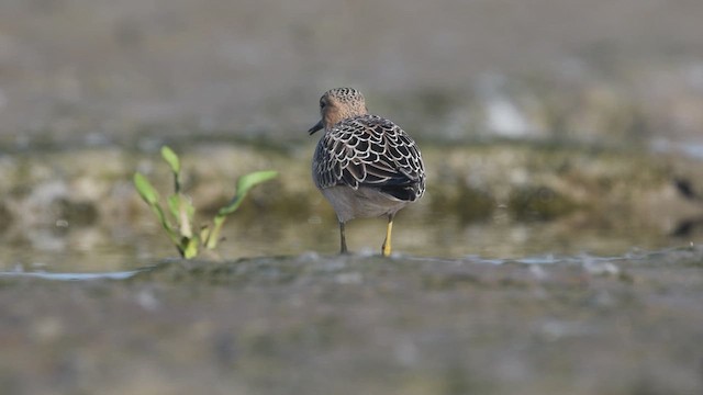 コモンシギ - ML621314057