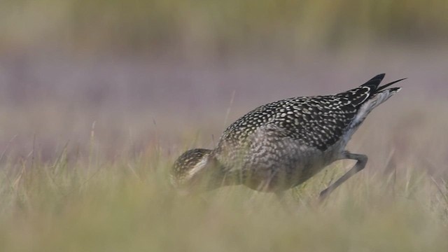 American Golden-Plover - ML621314065