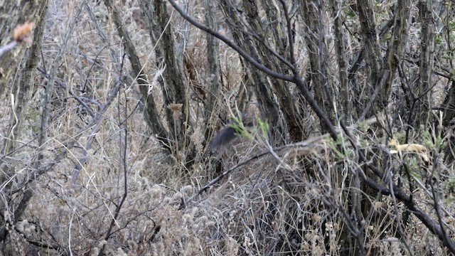 Five-striped Sparrow - ML621314071