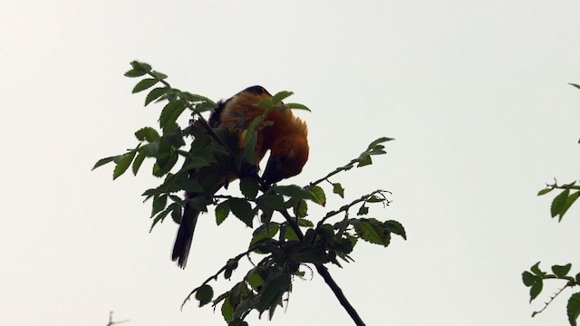 Yellow Grosbeak (Guatemalan) - ML621314087