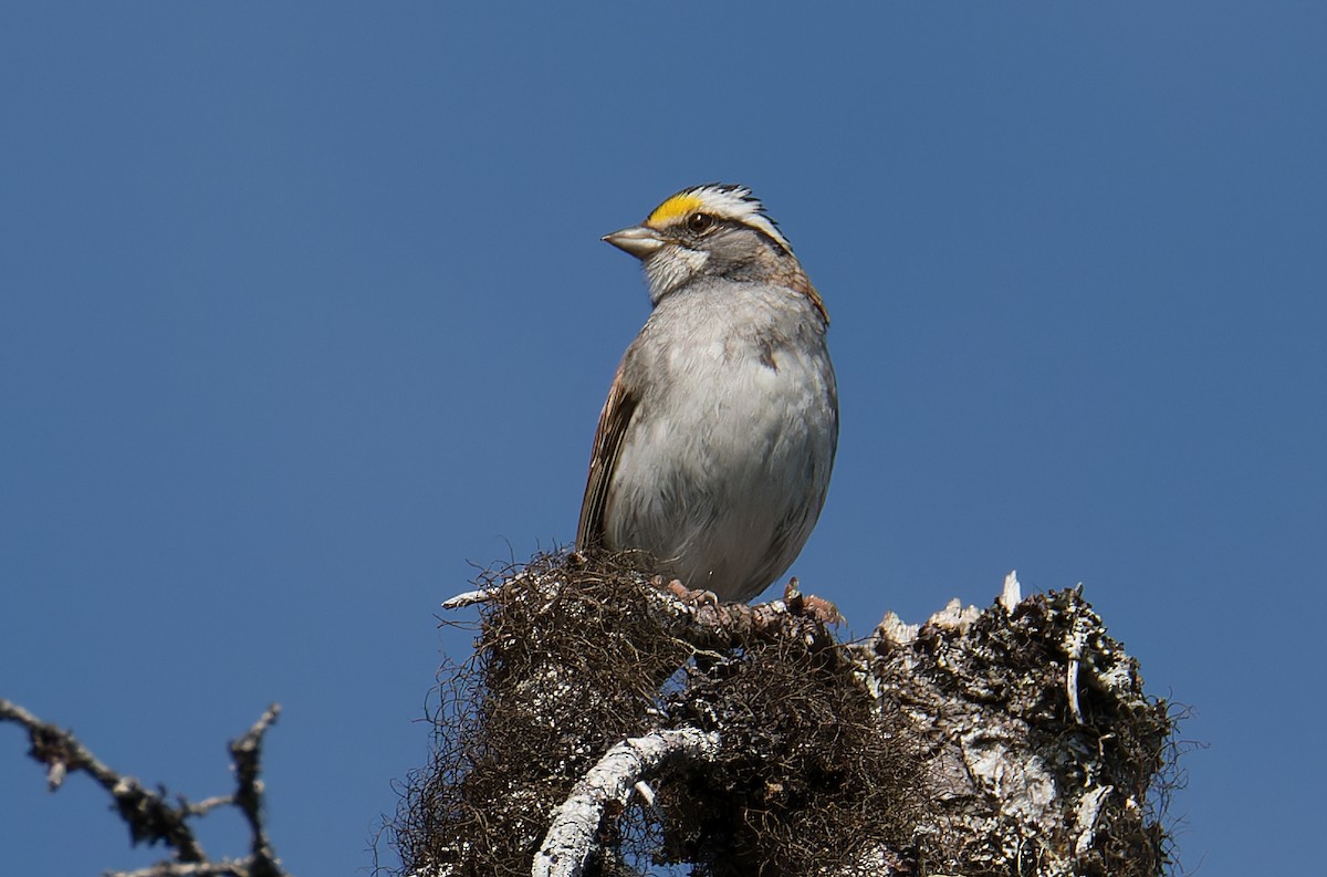 White-throated Sparrow - Chris Charlesworth