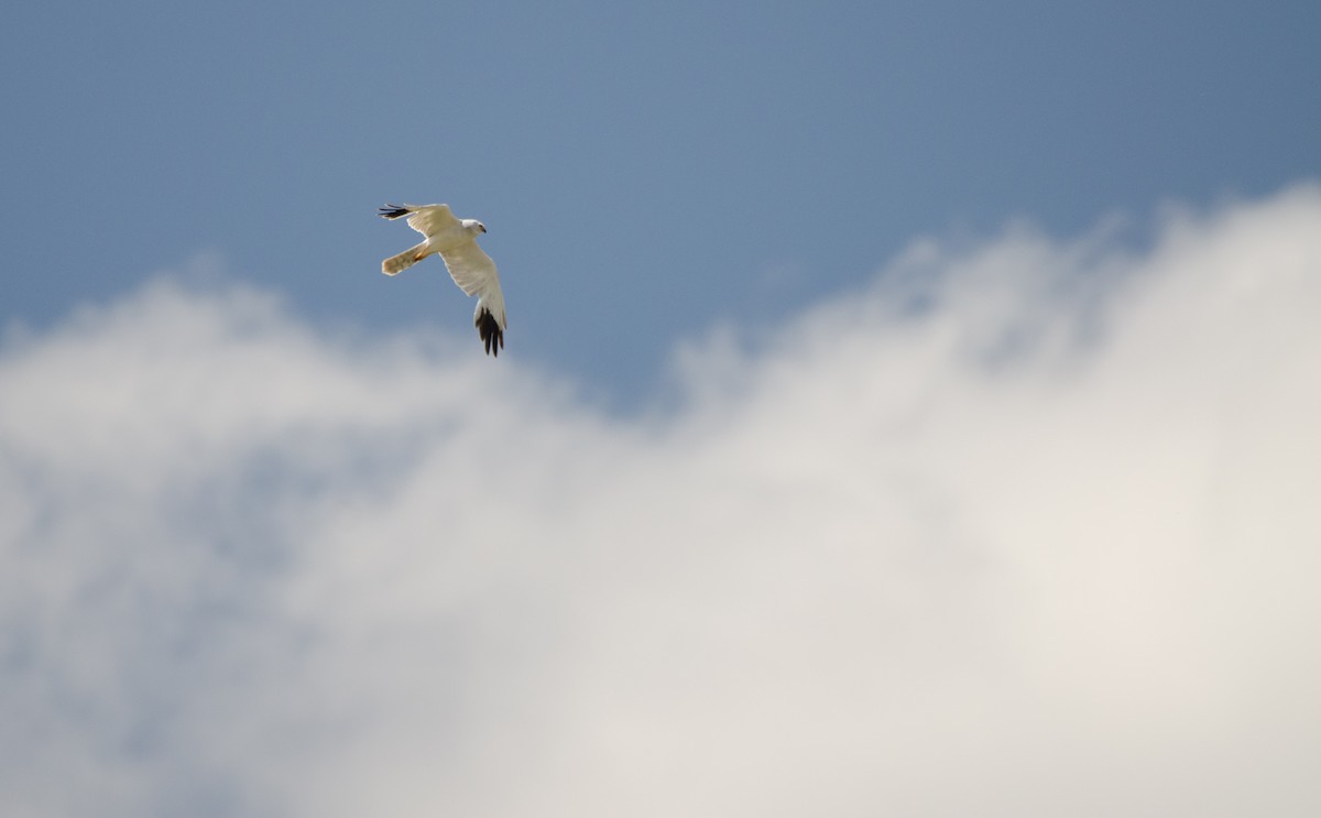 Pallid Harrier - ML621314093