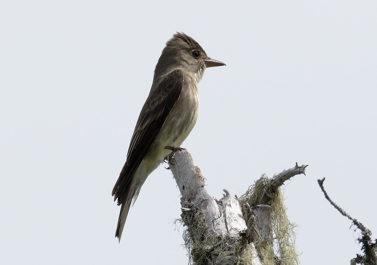 Olive-sided Flycatcher - ML621314096