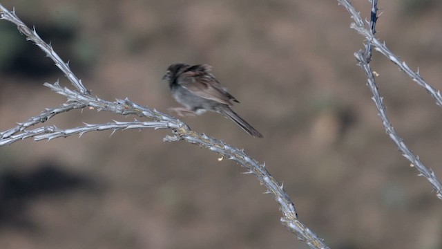 Five-striped Sparrow - ML621314118