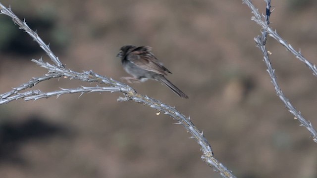 Five-striped Sparrow - ML621314118