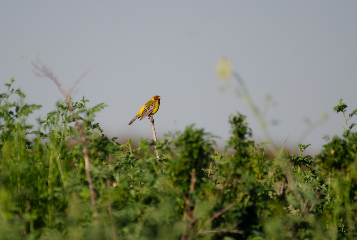 Red-headed Bunting - ML621314145