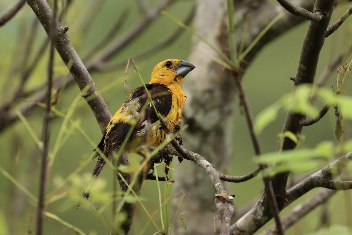 Yellow Grosbeak (Guatemalan) - ML621314204