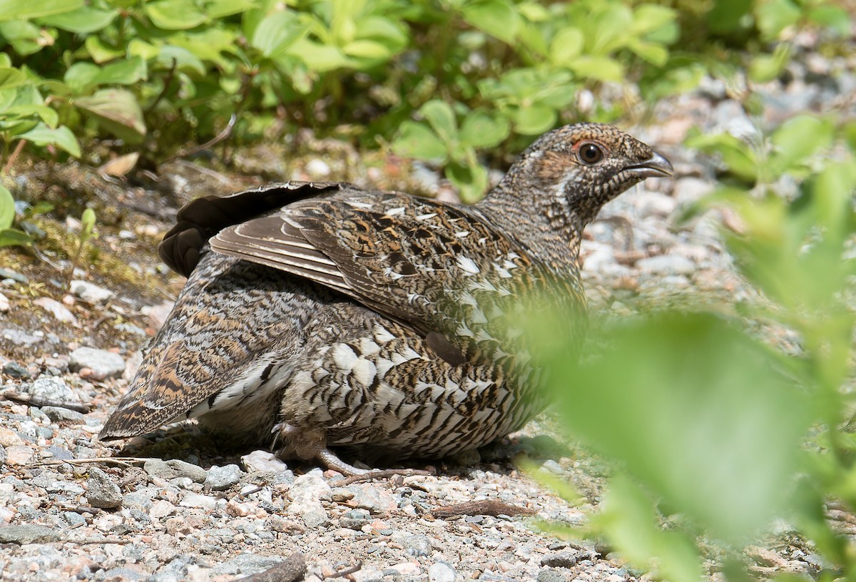 Spruce Grouse - ML621314212