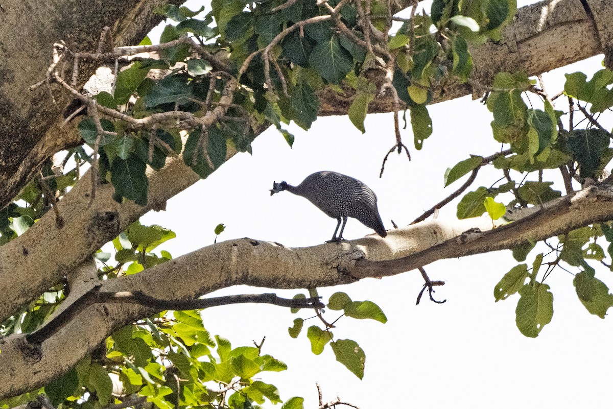 Helmeted Guineafowl (Helmeted) - ML621314214