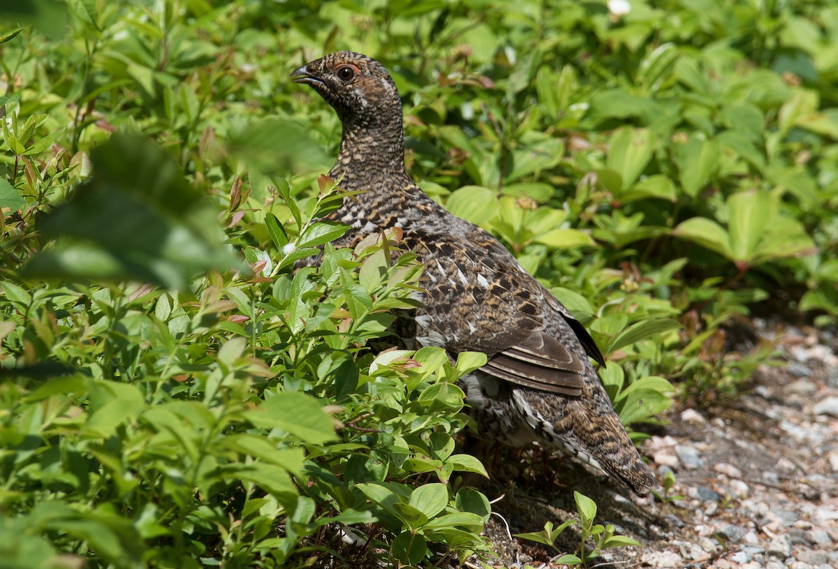 Spruce Grouse - ML621314216