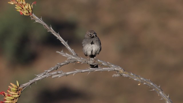 Five-striped Sparrow - ML621314241