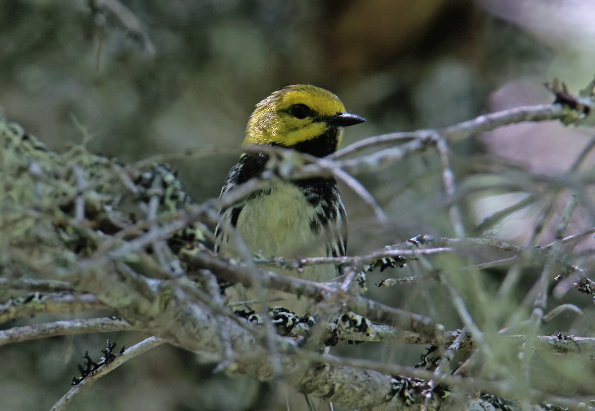 Grünmantel-Waldsänger - ML621314303