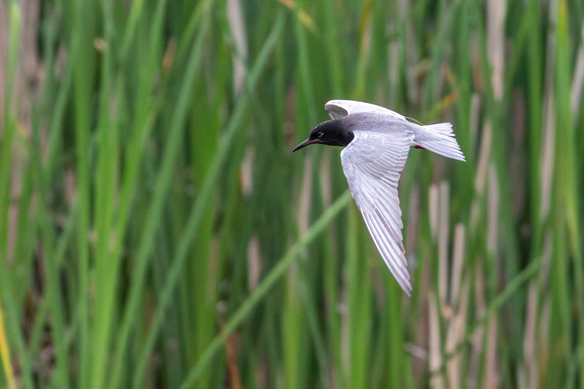 Black Tern (American) - ML621314312