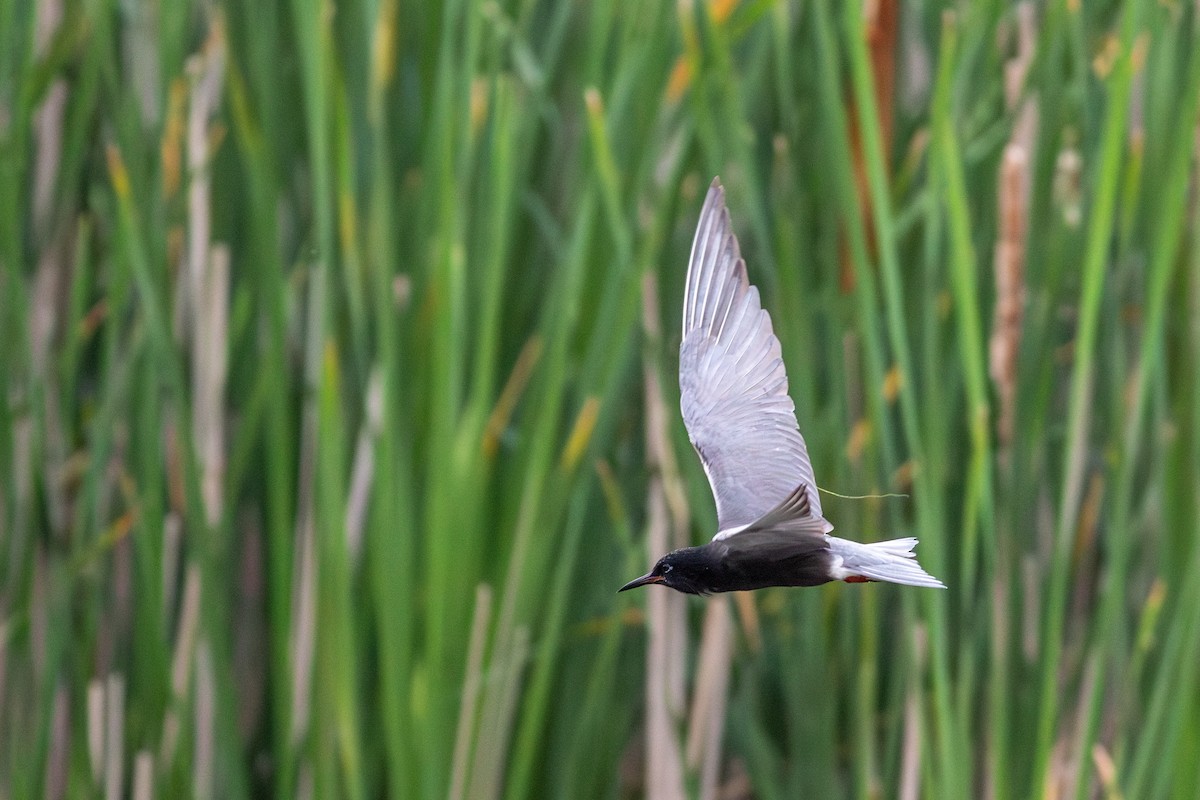 Black Tern (American) - ML621314313