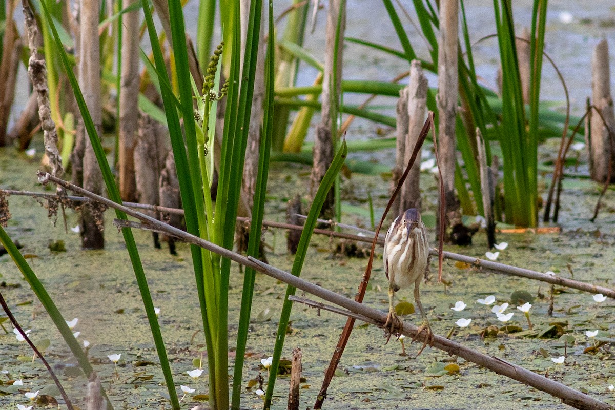 Least Bittern - ML621314332