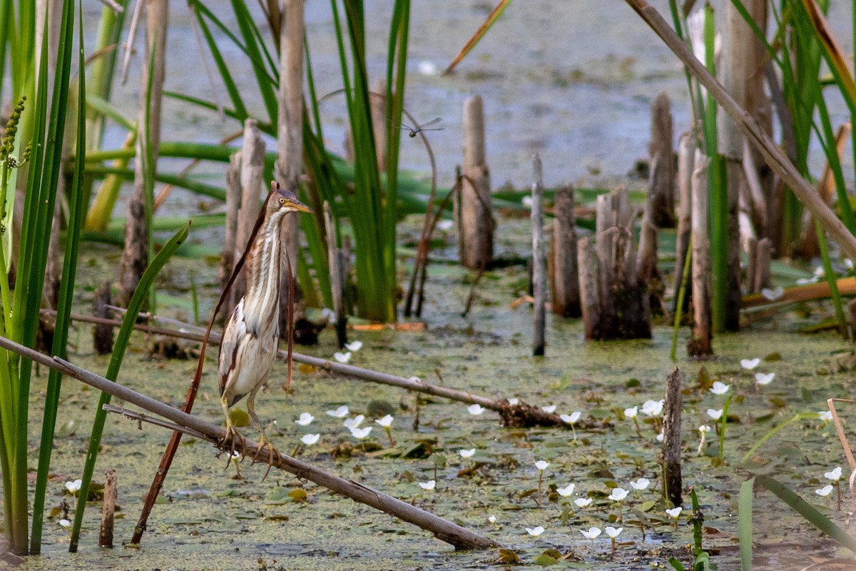 Least Bittern - ML621314333