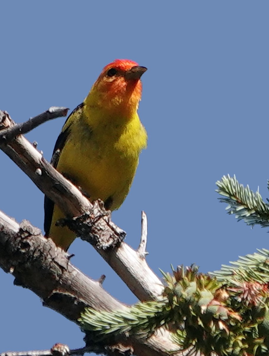 Желтоплечая пиранга - ML621314422