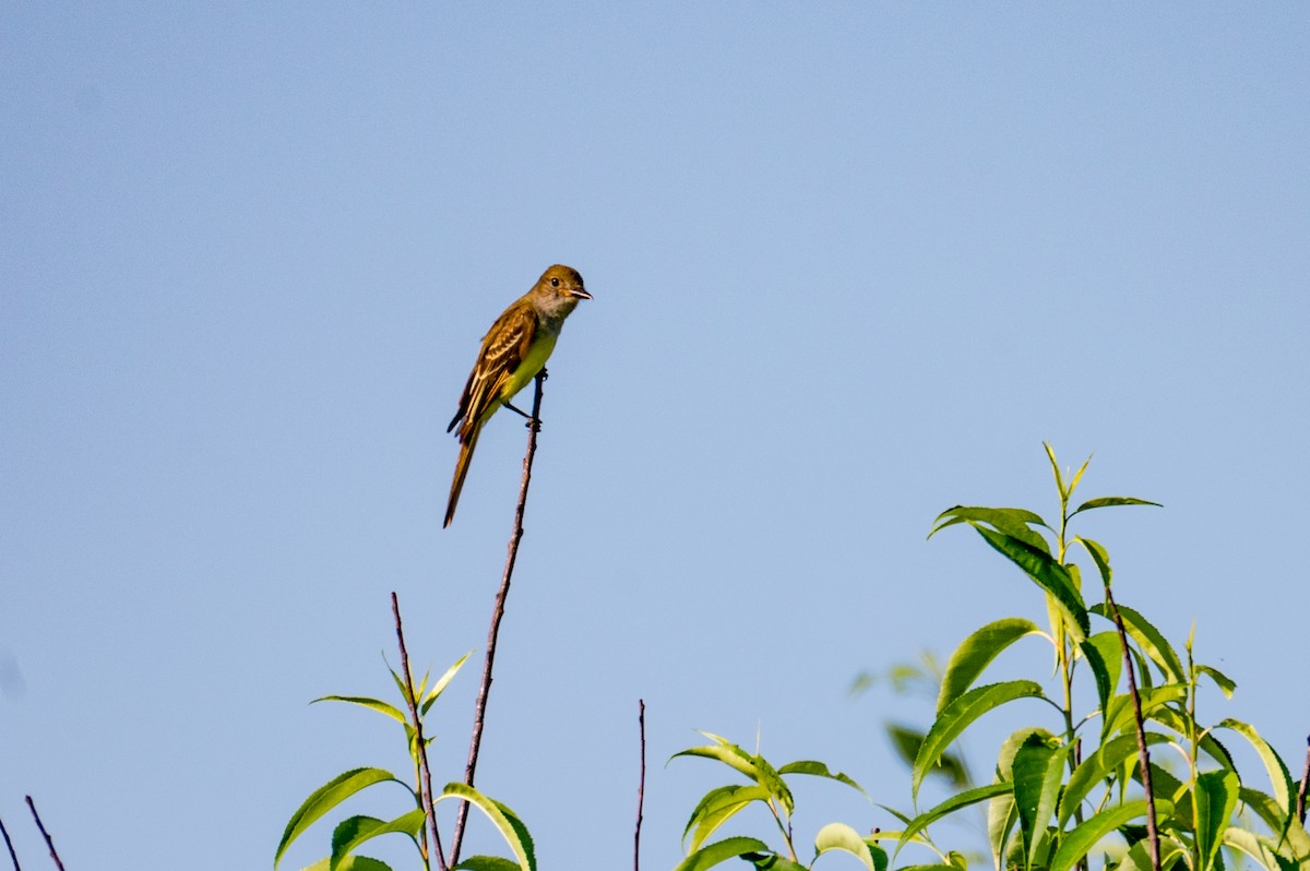 Great Crested Flycatcher - ML621314436