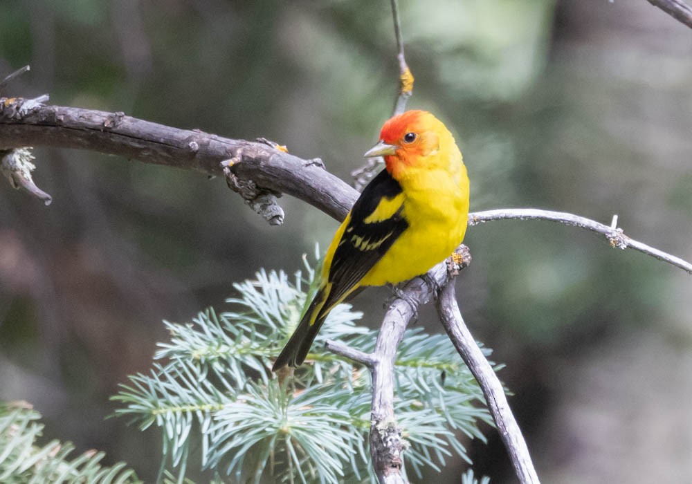 Western Tanager - ML621314457