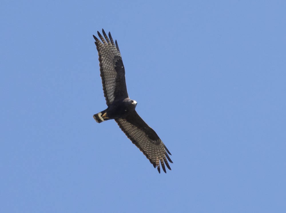 Zone-tailed Hawk - ML621314484