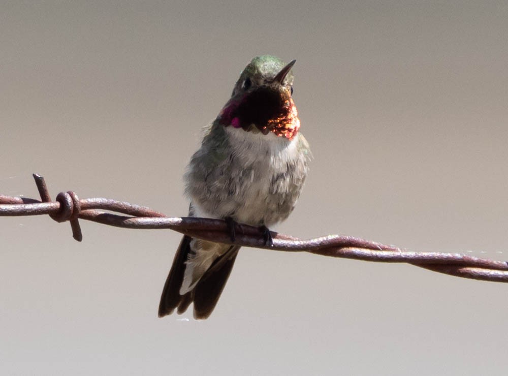 Broad-tailed Hummingbird - ML621314489