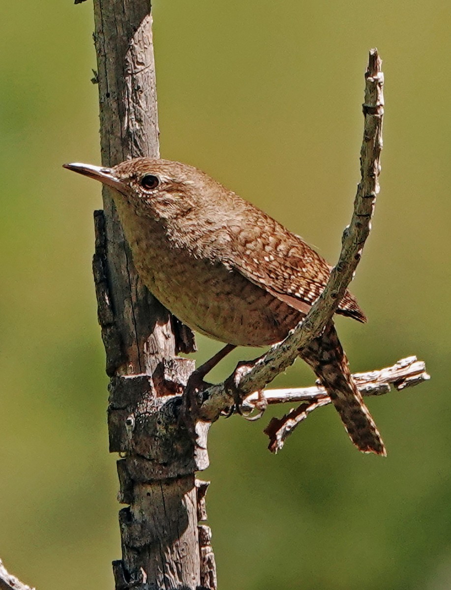 Northern House Wren - ML621314497