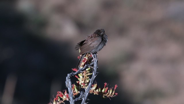 Five-striped Sparrow - ML621314530