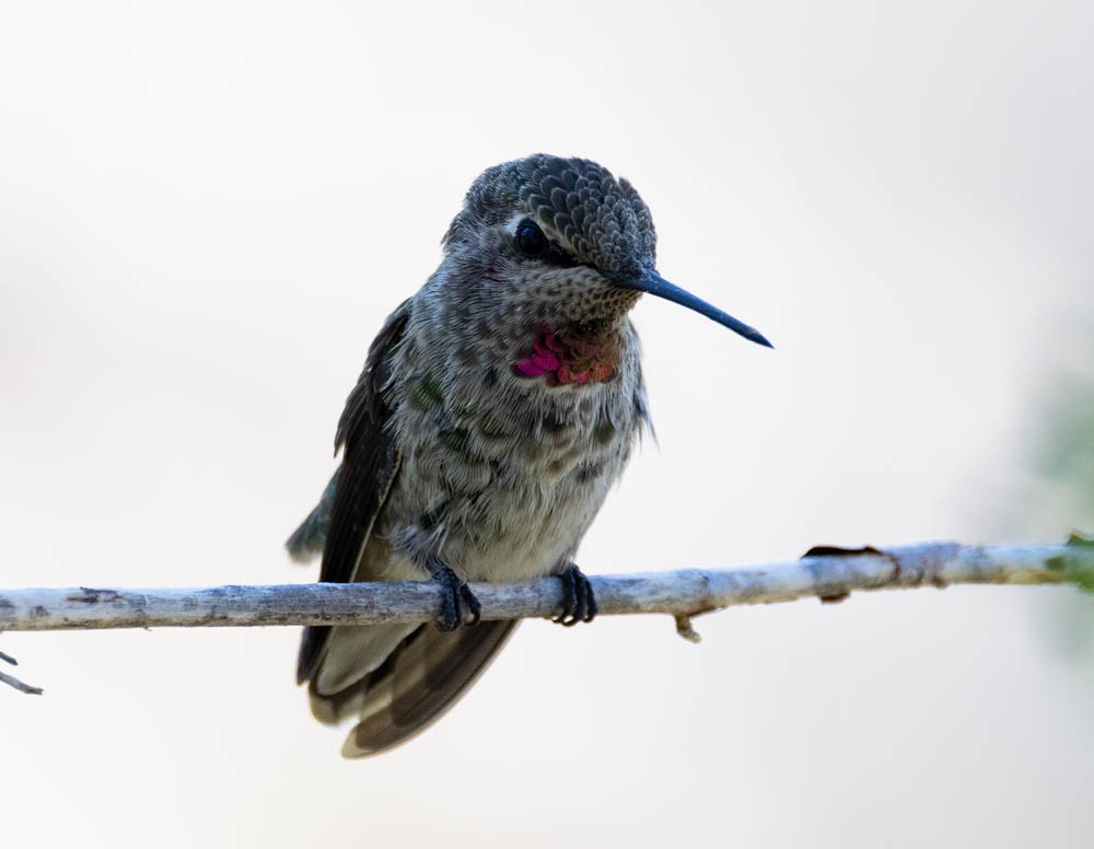 Anna's Hummingbird - ML621314535