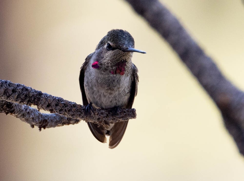 Anna's Hummingbird - ML621314539
