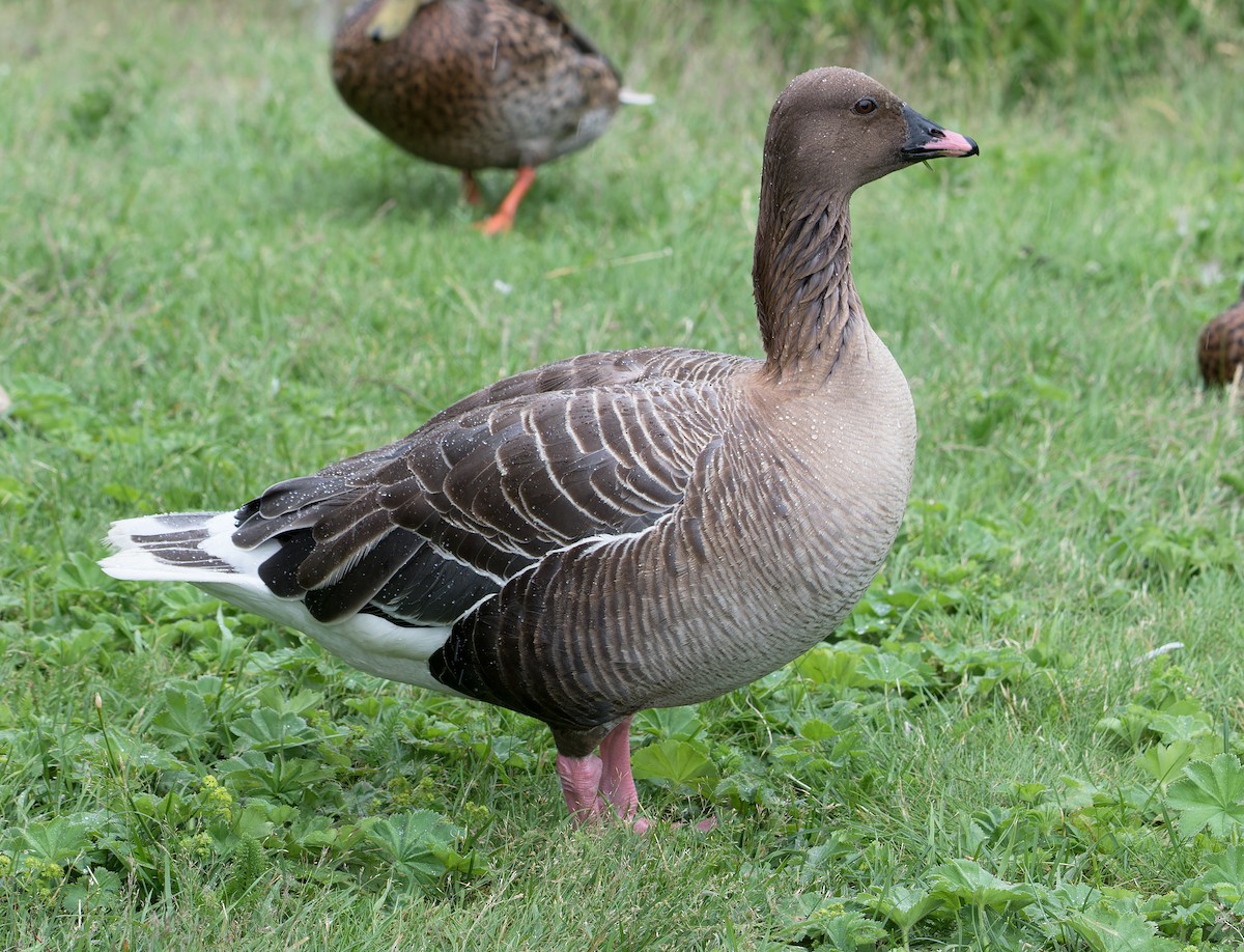 Pink-footed Goose - ML621314541