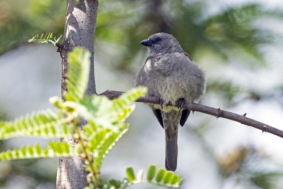 Swainson's Sparrow - Wachara  Sanguansombat