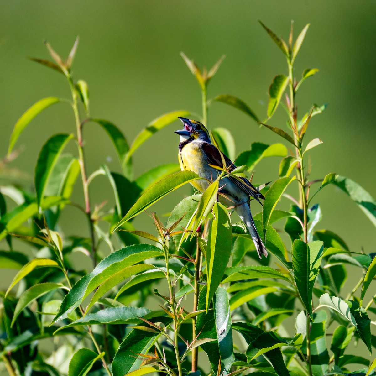 Dickcissel - ML621314586