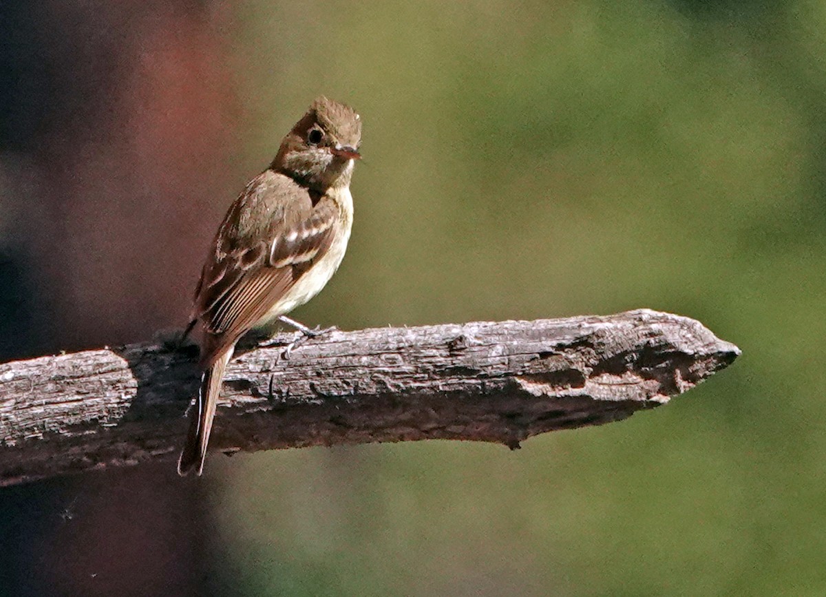 Western Flycatcher (Cordilleran) - ML621314605